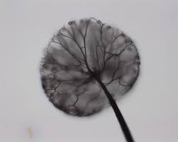 Attēlu rezultāti vaicājumam “Comatricha fragilis”