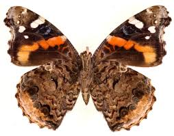 Attēlu rezultāti vaicājumam “Vanessa atalanta upperside”