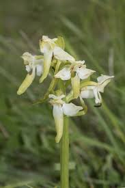 Attēlu rezultāti vaicājumam “Platanthera chlorantha flower”