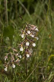 Attēlu rezultāti vaicājumam “Epipactis palustris”