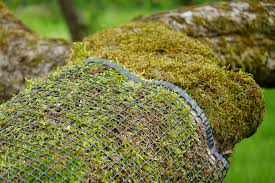 Attēlu rezultāti vaicājumam “Dicranella staphylina”