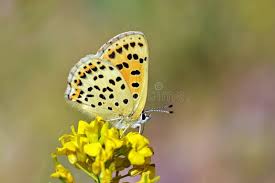 Attēlu rezultāti vaicājumam “Lycaena tityrus”