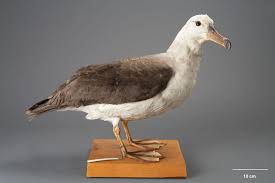 Image result for Thalassarche melanophris