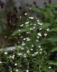 Attēlu rezultāti vaicājumam “Gypsophila paniculata leaf”
