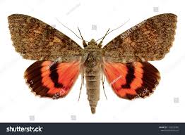 Attēlu rezultāti vaicājumam “Catocala nupta”