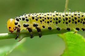 Attēlu rezultāti vaicājumam “Argidae larva”
