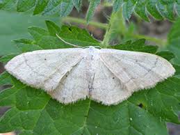 Attēlu rezultāti vaicājumam “Idaea straminata”