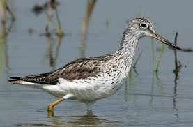 Attēlu rezultāti vaicājumam “Tringa nebularia”