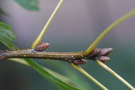 Attēlu rezultāti vaicājumam “Polymerus palustris”