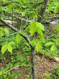 Attēlu rezultāti vaicājumam “Carpinus caroliniana”