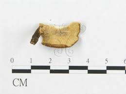 Attēlu rezultāti vaicājumam “Polyporus tubaeformis”