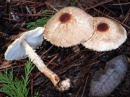 Attēlu rezultāti vaicājumam “Lepiota clypeolaria”