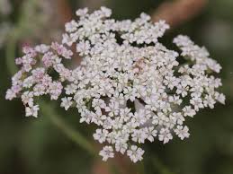 Attēlu rezultāti vaicājumam “Torilis japonica”