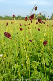 Image result for Sanguisorba officinalis