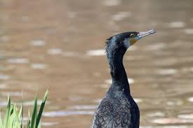 Image result for Phalacrocorax carbo