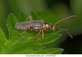 Attēlu rezultāti vaicājumam “Cantharis nigricans”