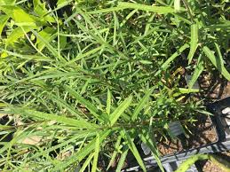 Attēlu rezultāti vaicājumam “Salix rosmarinifolia”