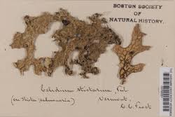 Attēlu rezultāti vaicājumam “Plectocarpon lichenum”