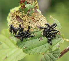 Attēlu rezultāti vaicājumam “Agelastica alni”