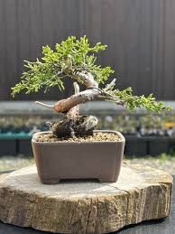 「柏 %9」の画像検索結果