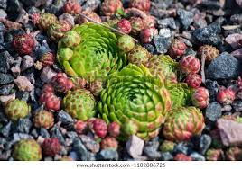 Attēlu rezultāti vaicājumam “Jovibarba globifera fruit”