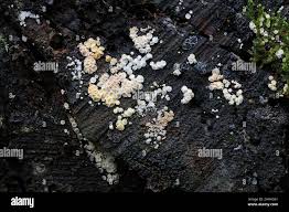 Attēlu rezultāti vaicājumam “Lachnum virgineum”