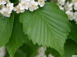 Attēlu rezultāti vaicājumam “Sorbus alnifolia”