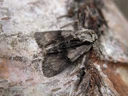 Attēlu rezultāti vaicājumam “Acronicta alni”