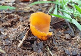 Attēlu rezultāti vaicājumam “Melastiza chateri”