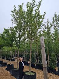 Attēlu rezultāti vaicājumam “Malus baccata”