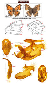 Attēlu rezultāti vaicājumam “Nymphalis xanthomelas”