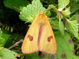 Attēlu rezultāti vaicājumam “Diacrisia sannio male”