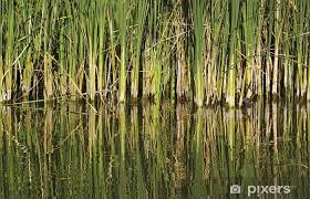 Attēlu rezultāti vaicājumam “Phragmites communis flower”