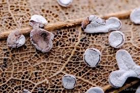 Attēlu rezultāti vaicājumam “Diderma hemisphaericum spores”