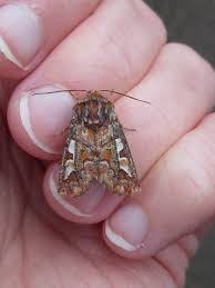 Attēlu rezultāti vaicājumam “Panolis flammea”