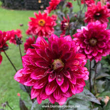 Image result for Dahlia Darkarin`