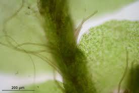 Attēlu rezultāti vaicājumam “Leiocolea collaris”