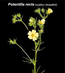 Image result for Potentilla recta