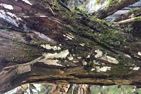 Attēlu rezultāti vaicājumam “Leucogyrophana sororia”