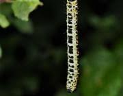 Attēlu rezultāti vaicājumam “Abraxas grossulariata larva”