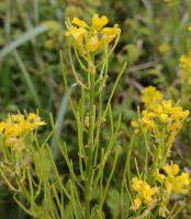 Attēlu rezultāti vaicājumam “Barbarea vulgaris subsp. arcuata flower”