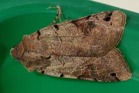 Attēlu rezultāti vaicājumam “Agrochola litura”