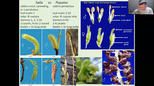 Attēlu rezultāti vaicājumam “Salix aurita bud”