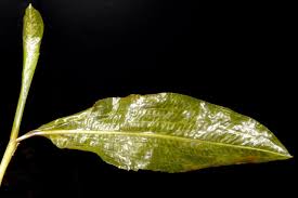 Attēlu rezultāti vaicājumam “Potamogeton lucens leaf”