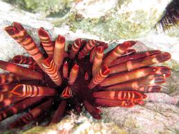 Attēlu rezultāti vaicājumam “Colloderma oculatum sessile”