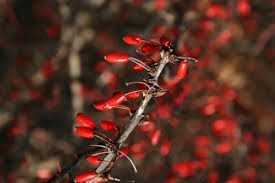 Attēlu rezultāti vaicājumam “Berberis thunbergii fruit”
