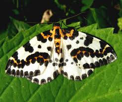 Attēlu rezultāti vaicājumam “Abraxas grossulariata larva”