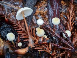 Attēlu rezultāti vaicājumam “Collybia tuberosa”