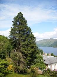 Image result for Pinus cembra