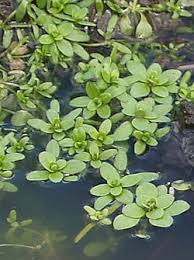 Attēlu rezultāti vaicājumam “Callitrichaceae”